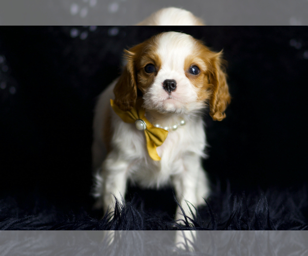 Medium Photo #4 Cavalier King Charles Spaniel Puppy For Sale in WARSAW, IN, USA