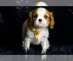 Small #3 Cavalier King Charles Spaniel