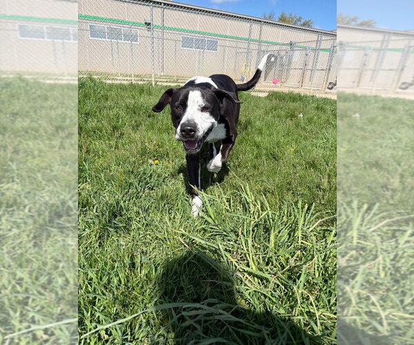 Medium Photo #8 American Staffordshire Terrier-Mastiff Mix Puppy For Sale in Pierceton , IN, USA