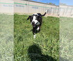 Small #7 American Staffordshire Terrier-Mastiff Mix