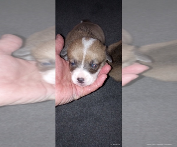 Medium Photo #2 Pembroke Welsh Corgi Puppy For Sale in ELLENSBURG, WA, USA