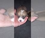 Small Photo #2 Pembroke Welsh Corgi Puppy For Sale in ELLENSBURG, WA, USA