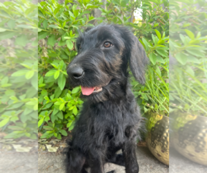 Labradoodle Puppy for sale in PEMBROKE, GA, USA