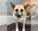 Small German Shepherd Dog Mix