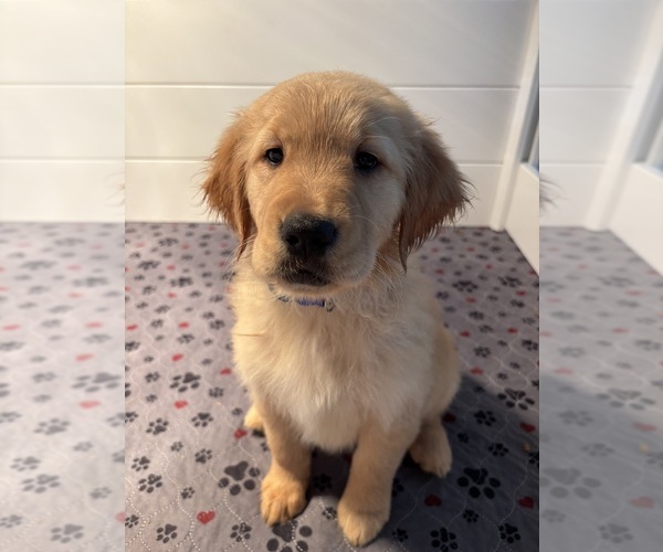 Medium Photo #1 Golden Retriever Puppy For Sale in JACKSON, GA, USA