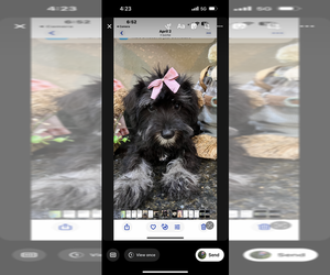 Schnauzer (Miniature) Puppy for Sale in SARASOTA, Florida USA