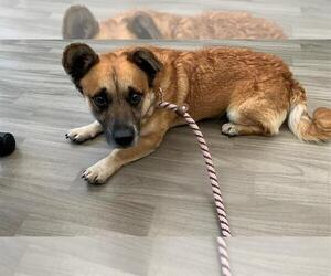 Pembroke Welsh Corgi Dogs for adoption in Fremont, CA, USA