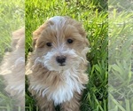 Image preview for Ad Listing. Nickname: Missy maltipoo