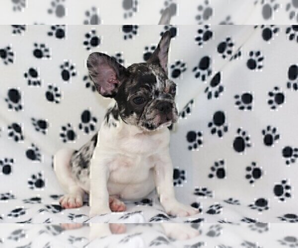 Medium Photo #4 French Bulldog Puppy For Sale in CENTURY CITY, CA, USA