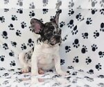 Small Photo #4 French Bulldog Puppy For Sale in CENTURY CITY, CA, USA