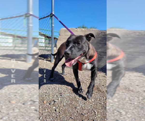 Medium Photo #2 American Pit Bull Terrier-Unknown Mix Puppy For Sale in Monte Vista, CO, USA