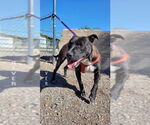 Small #1 American Pit Bull Terrier Mix