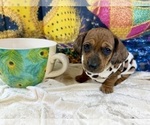 Small #5 Dachshund