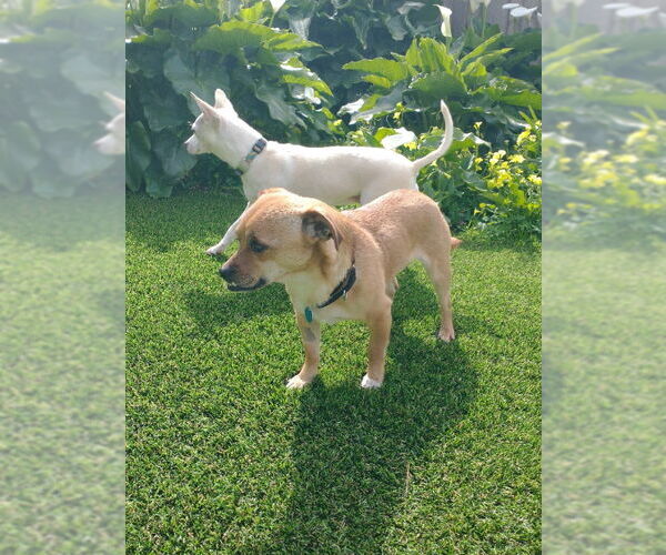 Medium Photo #8 Puggle Puppy For Sale in San Francisco, CA, USA