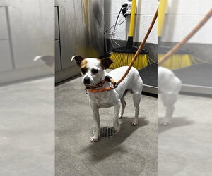 Chihuahua Dogs for adoption in Forestville, MD, USA