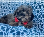 Small Photo #7 Shih-Poo Puppy For Sale in LAKELAND, FL, USA