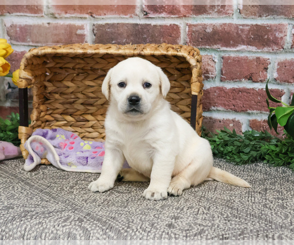 Medium Photo #8 Labrador Retriever Puppy For Sale in SYRACUSE, IN, USA