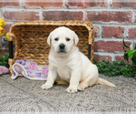 Small #7 Labrador Retriever
