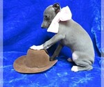 Small Photo #4 Italian Greyhound Puppy For Sale in NORWOOD, MO, USA