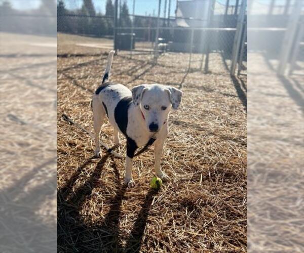 Medium Photo #3 Dalmatian-Unknown Mix Puppy For Sale in Derwood, MD, USA