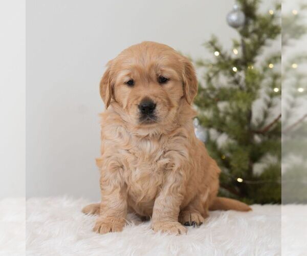 Medium Photo #2 Golden Retriever Puppy For Sale in NEWPORT, PA, USA