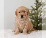 Small #1 Golden Retriever