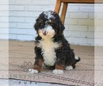 Small #2 Bernedoodle (Miniature)