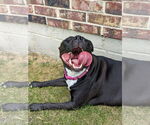 Small #23 American Pit Bull Terrier Mix