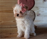 Small Photo #3 Maltipoo Puppy For Sale in HONEY BROOK, PA, USA