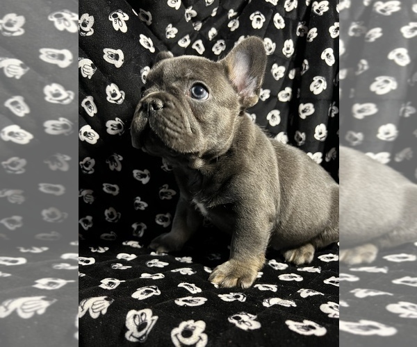 Medium Photo #2 French Bulldog Puppy For Sale in CLIFTON, NJ, USA