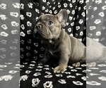 Small Photo #2 French Bulldog Puppy For Sale in CLIFTON, NJ, USA
