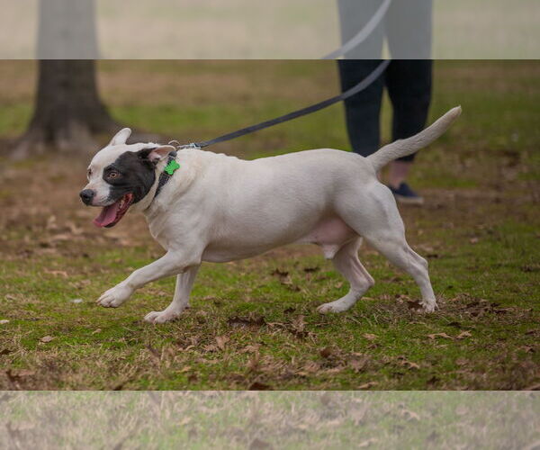 Medium Photo #1 American Pit Bull Terrier-Unknown Mix Puppy For Sale in Munford, TN, USA