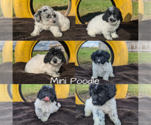 Poodle (Miniature) Litter for sale in GOSHEN, IN, USA