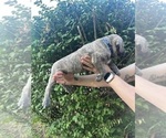 Small #13 Cane Corso