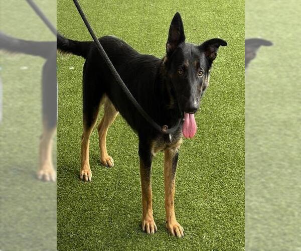 Medium Photo #1 German Shepherd Dog Puppy For Sale in Baytown, TX, USA