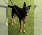 Small German Shepherd Dog