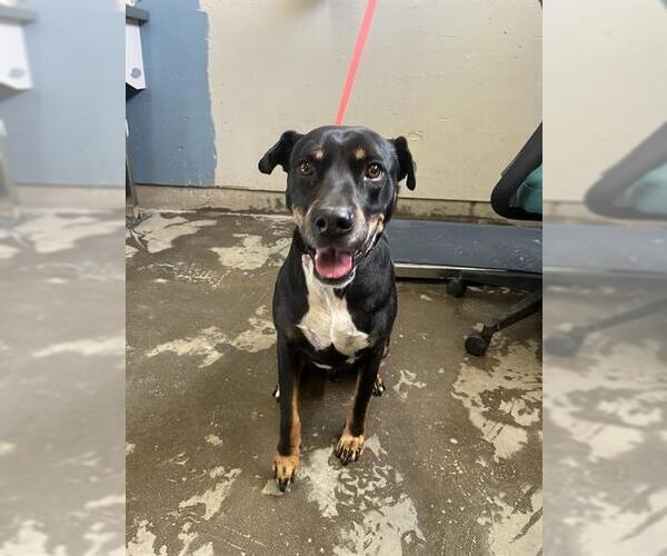 Medium Photo #1 Lab Pei Puppy For Sale in Camarillo, CA, USA