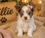 Puppy Millie Yorkshire Terrier