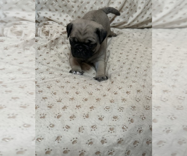 Medium Photo #3 Pug Puppy For Sale in RIDGEWAY, SC, USA
