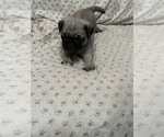Puppy Charm Pug