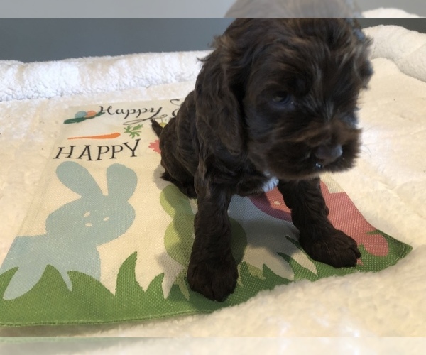 Medium Photo #4 Cockapoo Puppy For Sale in HOLDEN, MO, USA