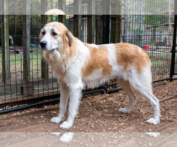 Medium Photo #7 Great Pyrenees Puppy For Sale in Spring, TX, USA