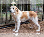 Small #6 Great Pyrenees