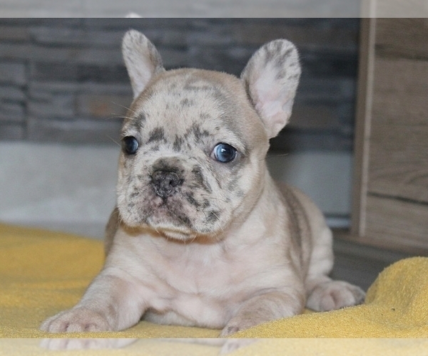 Medium Photo #1 French Bulldog Puppy For Sale in CLINTON, NJ, USA