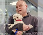 Small #2 Maltese