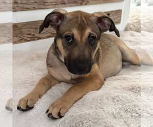 Betsy - Female Mutt Dog for Adoption - Photo #2
