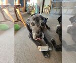 Small #2 Labrador Retriever Mix