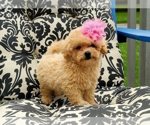 Maltipoo Puppy for sale in EASTON, PA, USA