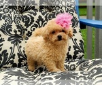 Small Photo #1 Maltipoo Puppy For Sale in EASTON, PA, USA