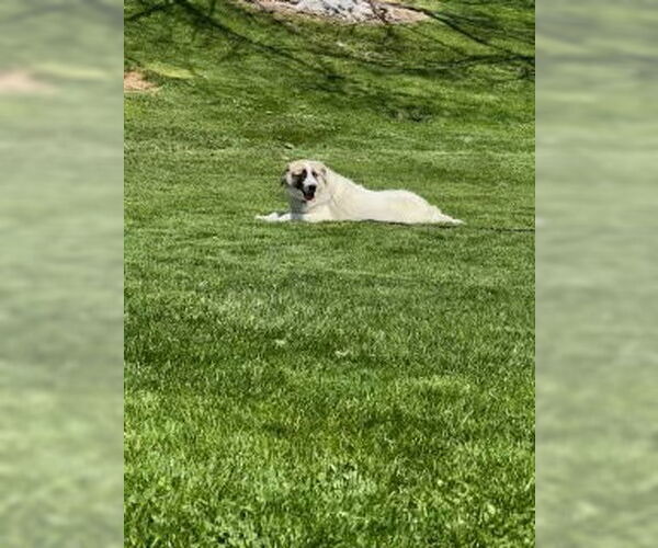 Medium Photo #5 Anatolian Shepherd-Unknown Mix Puppy For Sale in Dana Point, CA, USA